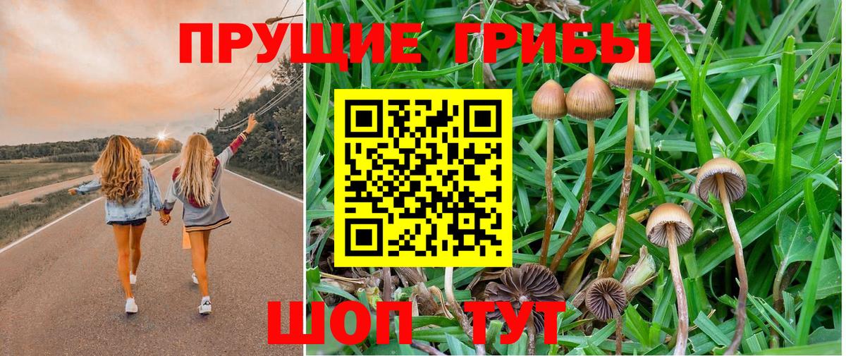 Псилоцибиновые грибы Psilocybe Когалым
